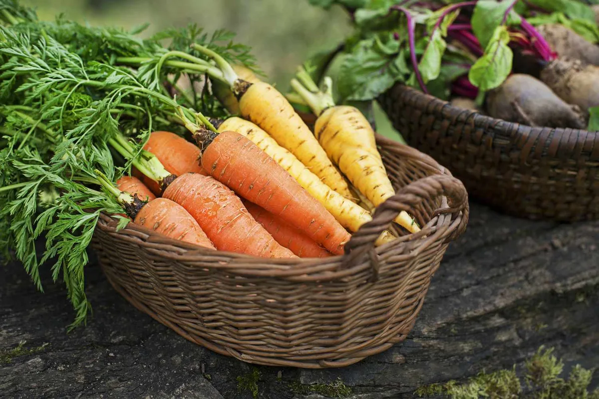 From Johnston Soil to Your Plate: Why We Source From Salisbury Farm